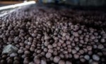 آهن اسفنجی و مراحل تولید آن